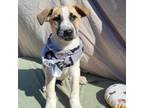 Adopt Cosmo a Labrador Retriever, Mixed Breed