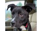 Adopt Diego a Black Labrador Retriever, Australian Kelpie