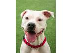 Adopt Brett a Pit Bull Terrier, Mixed Breed