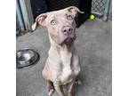 Adopt Luciano a Pit Bull Terrier