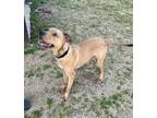 Adopt Baxter a Hound, Black Mouth Cur