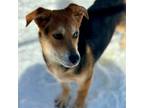 Adopt Edmund a Corgi, German Shepherd Dog