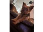 Adopt Bobo a Yorkshire Terrier