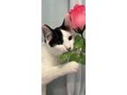 Adopt Hawkeye a Domestic Short Hair