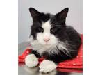 Adopt Sylvester a Domestic Long Hair