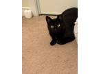 Adopt Sammy a Domestic Short Hair