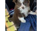 Miniature Australian Shepherd Puppy for sale in Adairsville, GA, USA
