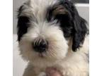 Mutt Puppy for sale in Beechgrove, TN, USA