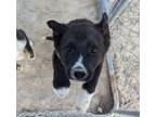 Adopt Sam a German Shepherd Dog, Border Collie
