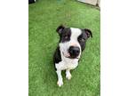 Adopt Bozo a Pit Bull Terrier