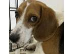 Adopt Stitch a Beagle