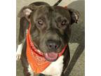 Adopt BLUE - Super mellow boy! (NY088541) a Pit Bull Terrier