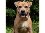 Adopt Willie a Black Mouth Cur, Mixed Breed