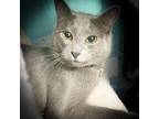 Adopt Grady a Russian Blue, Domestic Short Hair