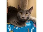 Adopt Sweet Pea a Domestic Short Hair