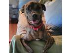 Adopt Odie a Mixed Breed, Pit Bull Terrier