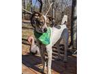 Adopt Ramon a Cattle Dog, Husky