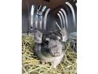 Adopt Cannellini a Chinchilla