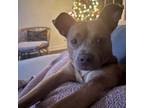 Adopt Theodore a American Staffordshire Terrier