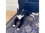 Adopt Loki a Domestic Short Hair