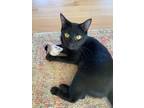 Adopt Samson a Domestic Short Hair