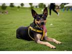 Adopt Tan Man a Australian Cattle Dog / Blue Heeler, Australian Kelpie