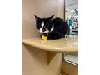 Adopt Houdini a Domestic Short Hair