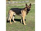 Adopt Roman a German Shepherd Dog