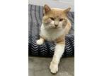 Adopt T500-Alvin a American Shorthair