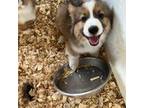 Pembroke Welsh Corgi Puppy for sale in Trenton, NJ, USA