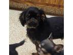 English Toy Spaniel Puppy for sale in Belgrade, MT, USA