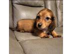 Dachshund Puppy for sale in Bristol, TN, USA