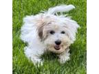 Coton de Tulear Puppy for sale in Mchenry, IL, USA