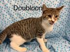 Adopt Doubloon a Domestic Short Hair