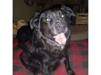 Adopt Westin a Black Labrador Retriever, Flat-Coated Retriever
