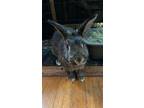 Adopt Stout (Bonded to Bud) a Chinchilla