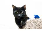 Adopt FIONA a Domestic Short Hair