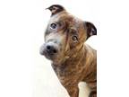 Adopt Ziba a American Staffordshire Terrier, Mixed Breed