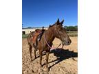 Adopt Jupiter a Quarterhorse, Thoroughbred