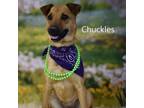 Adopt Chuckles a Shepherd, Mixed Breed