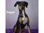 Adopt Peppa a Doberman Pinscher