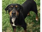 Adopt COOKIE a Rottweiler, Mixed Breed
