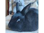 Adopt Boo (South Surrey) a Bunny Rabbit