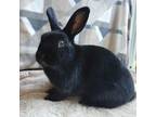 Adopt Evie (South Surrey) a Bunny Rabbit