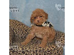 Poodle (Toy) Puppy for sale in Sanger, TX, USA