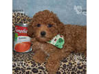Poodle (Toy) Puppy for sale in Sanger, TX, USA