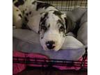 Great Dane Puppy for sale in West Fork, AR, USA