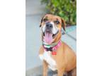 Adopt Athens a Beagle, Boxer