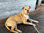 Adopt MARLEY a Pit Bull Terrier