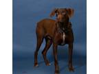 Adopt Peaches a Doberman Pinscher, Chocolate Labrador Retriever